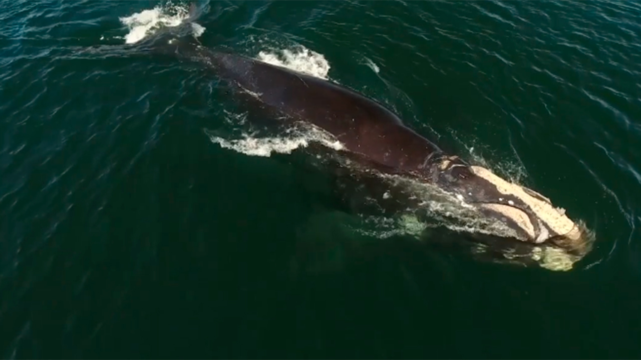 Oceana's teams in the U.S. and Canada join forces to save North Atlantic right whales from extinction.