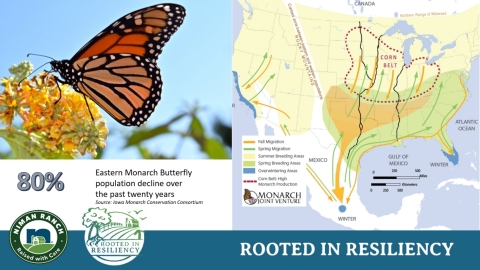 The Niman Ranch network is uniquely positioned to help monarchs due to the large number of farms committed to sustainability located along the migration route and in breeding areas. (Photo: Business Wire)