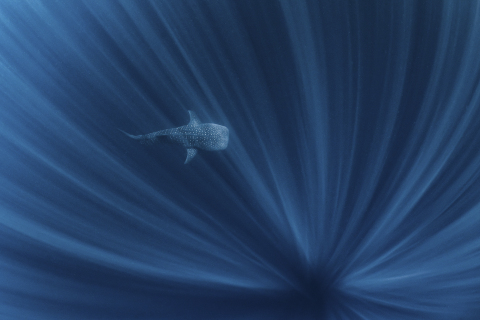 A whale shark swimming in the depths off of Ningaloo Reef, Western Australia (Alex Kydd, Australia)