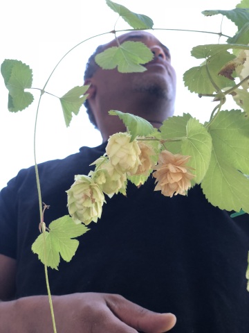 James Peters, ImmunAG Production Manager, inspecting Kriya® brand Humulus plants in California, USA. (Photo: Business Wire)