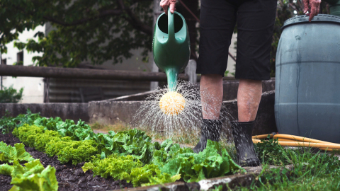 Collected rainwater is ideal for watering growing flowers and plants in the yard and garden. (Photo: Exmark)
