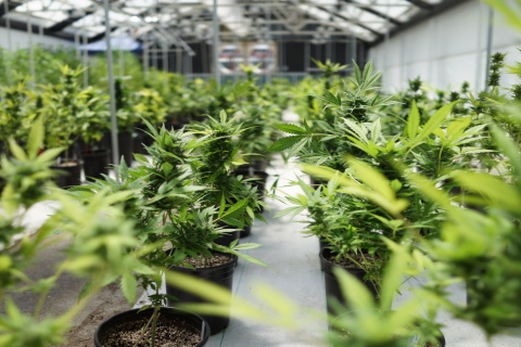 Goldenseed Files with SEC to Hold Stock Offering  (Photo: Business Wire)