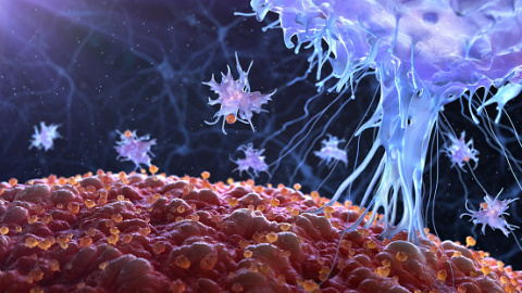 Compass has developed a series of bispecific antibodies that simultaneously engage tumor associated antigens and the activating receptor NKp30 expressed on NK cells and other innate effector cells to promote potent and highly selective tumor cell killing. (Photo by: Getty Images)