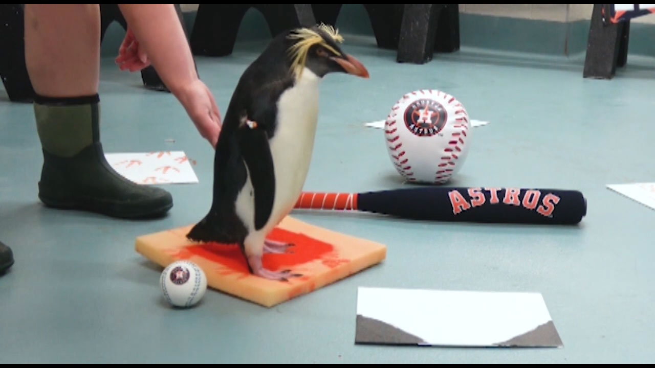 Penguins at Moody Gardens Aquarium Pyramid run the bases in preparation for Game 3 of the World Series as the penguins named Springer and Astro weigh in as sports commentators.