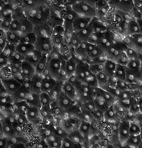 Representative bright-field image of human hepatocytes within Emulate’s Liver-Chip after 7 days in culture. Credit: Emulate, Inc.