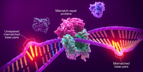 Promega与Merck(美国和加拿大以外称为MSD默沙东)达成一项全球合作，共同开发Promega的微卫星不稳定性(MSI)检测产品作为说明书中标注的与 Merck的抗PD-1治疗药物Keytruda® 可瑞达®(帕博利珠单抗)配合使用实体瘤伴随诊断试剂(CDx)。上图为MSI图示，显示错配修复系统缺陷(dMMR)导致的微卫星区段未修复的错配。（图示：美国商业资讯）