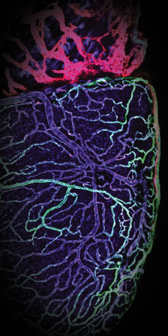 The Zebrafish Heart - Cardiac lymphatic vessels (red) play an important role in tissue repair after injury. Photo courtesy of Dr. Lien and the Cellular Imaging Core at Children's Hospital Los Angeles.