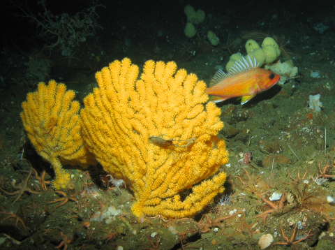 A greenspotted rockfish hides behind yellow gorgonian coral with a cat shark egg case attached. 2016 Oceana expedition off Southern California. Credit: Oceana