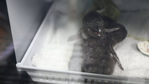 Friends forever! Two newly hatched Macaroni penguins bond at Moody Gardens in Galveston, TX. They were the first of six adopted penguins to hatch along with two more Macaroni chicks hatching in the exhibit resulting from the first successful breeding of the species at the Aquarium Pyramid giving staff so much to appreciate this Thanksgiving season. (Photo: Business Wire)