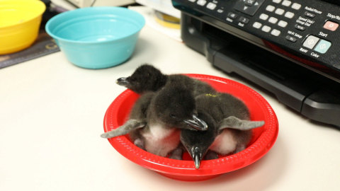 The staff at Moody Gardens in Galveston, TX is thankful this week for chicks, chicks and more chicks as six adopted Macaroni penguin chicks hatched and two additional Macaronis hatched representing the first successful breeding for this species at the Aquarium Pyramid. (Photo: Business Wire)