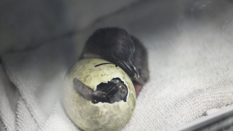 Cute Alert: Newly hatched Macaroni Penguin babies bond at their new forever home at Moody Gardens, Galveston, TX. They were the first of six adopted penguins to hatch following as the eggs moved cross country from San Diego to Texas. (Photo: Business Wire)