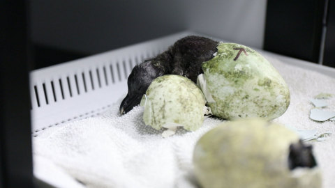 The first of six adopted Macaroni penguin chicks started a five-day penguin-hatching celebration with the timely arrival for National Adoption Day on Nov. 23 following their arrival from San Diego the week prior. Six healthy penguin chicks have hatched and will be carefully monitored by their keepers before they eventually join the other penguins inside the Moody Gardens Aquarium Pyramid exhibit in Galveston, TX. (Photo: Business Wire)