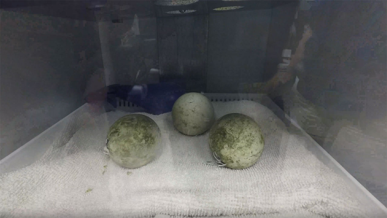 The first two of six adopted Macaroni penguin chicks started hatching on Nov. 22 following a streamlined process that allowed the eggs to fly on a commercial flight two weeks ago from San Diego to their new forever home at Moody Gardens in Galveston, TX.