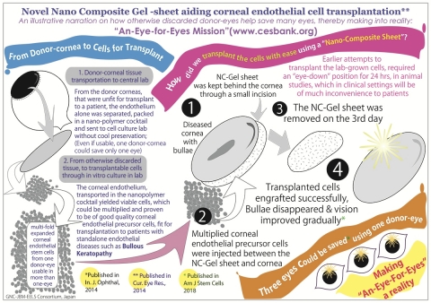 Corneal endothelial cell transplantation for Bullous Keratopathy from lab to clinical translation using polymer cocktails and nano-composite gel sheet (Graphic: Business Wire)