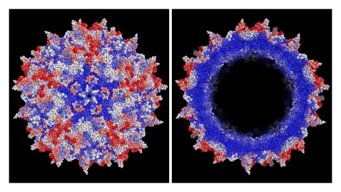Improved AAV vector capsid for gene therapy engineered with a new machine-guided approach shows, in red, improvements in efficiency of viral production based on the average effect of insertions at all possible amino acid positions, with white showing neutral and blue showing deleterious positions. (Left: capsid viewed from outside, Right: cut-out to reveal inner positions). Credit: Eric Kelsic, Dyno Therapeutics. (Photo: Business Wire)