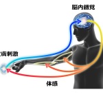村田製作所： 「3D触力覚技術」を手掛けるミライセンス社の買収について