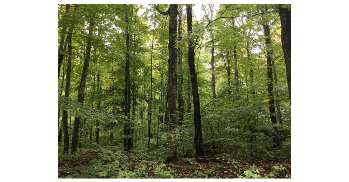 Molpus Woodlands Group Purchases 14,306 Acres in the Upper Peninsula of