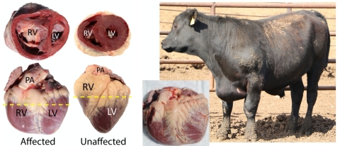 (Left panel) Disease progression in an affected heart. RV and LV, right and left ventricles, respectively; PA, pulmonary artery. (Right panel) Steer with congestive heart failure. Photo credit: Michael Heaton, USMARC.