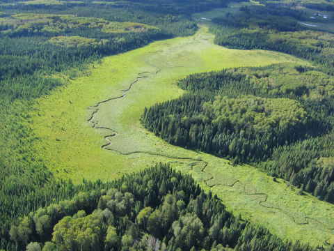 A lush green wetland complex in Manitoba is part of Forest Management License Area #3 (Swan Valley) managed by LP. Wetlands like these are incorporated into forest management planning. DUC and LP work together to find ways to continue operating in the boreal forest while helping conserve wetlands and waterfowl. ©DUC
