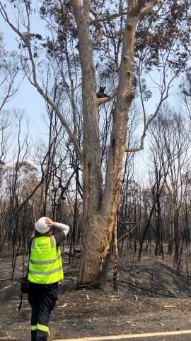A WIRES volunteer is seen rescuing a Koala, alone amidst burned habitat. Photo courtesy of WIRES (NSW Wildlife Information, Rescue and Education Service Inc.)
