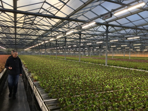 Friedrich Schulz's 5.5 hectare farm-which grows herbs year-round in addition to lettuce, peppers and chives-utilizing VYPR 2p fixtures. (Photo: Business Wire)