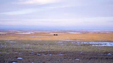 Bison graze on the Buffalo Gap National Grasslands, just north of the Pine Ridge Reservation. Photo: Arlo Iron Cloud