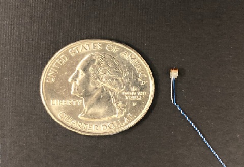 Image of the first chronic vagus nerve mouse implant (Credit: The Feinstein Institutes for Medical Research at Northwell Health)