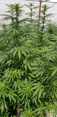 Cannabis Plants at Bophelo Near Cultivation (Photo: Business Wire)