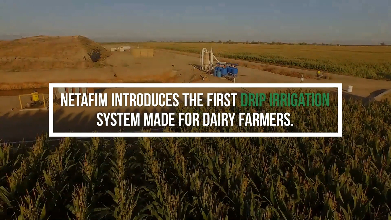 Netafim Subsurface Drip Irrigation For Lawns Cheap Buying www