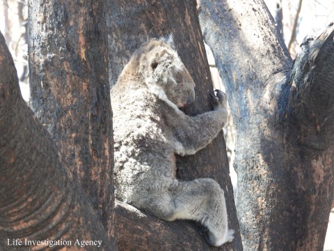 Rescued koala (Photo: Business Wire)