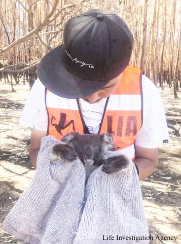 Rescued koala and Ren Yabuki (Photo: Business Wire)