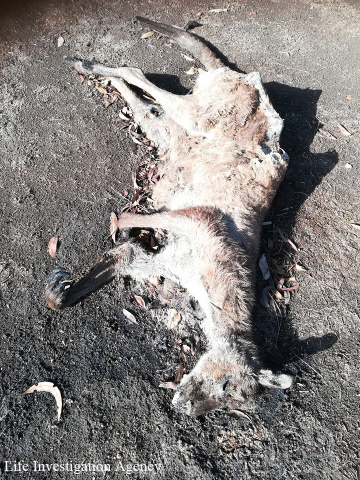 Kangaroo died of starvation (Photo: Business Wire)