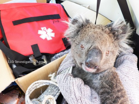 Rescued koala (Photo: Business Wire)