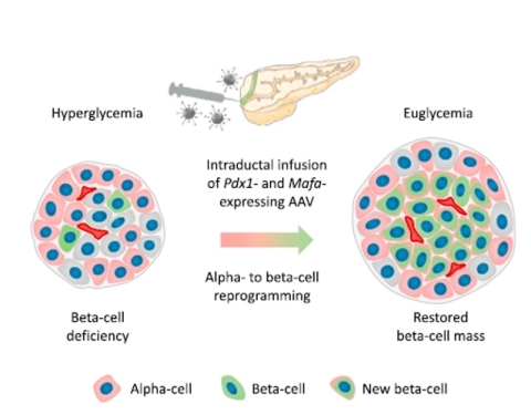 Genprex’s licensed diabetes gene therapy technology works to reprogram alpha cells in the pancreas into beta-like cells, restoring their function, thereby replenishing levels of insulin. Image source: Osipovich, Anna & Magnuson, Mark. (2018). Alpha to Beta Cell Reprogramming: Stepping toward a New Treatment for Diabetes. Cell Stem Cell. 22. 12-13. 10.1016/j.stem.2017.12.012. (Graphic: Business Wire)