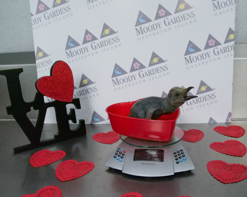 Keepers give new Valentine penguin chick and parents solace as love gets complicated in the penguin exhibit at Moody Gardens Aquarium Pyramid in Galveston, TX. (Photo: Business Wire)