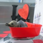 Caribbean News Global 4246431Moodys1 Love Is Complicated: New Valentine Penguin Chick Finds Solace While Courtship Continues at Moody Gardens 