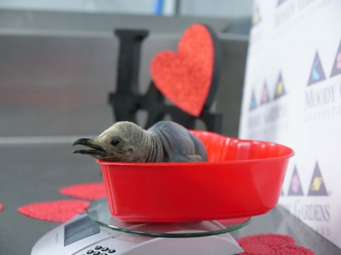 Love is complicated as a new Valentine penguin chick seeks solace in a busy breeding season at Moody Gardens Aquarium Pyramid in Galveston, TX. (Photo: Business Wire)