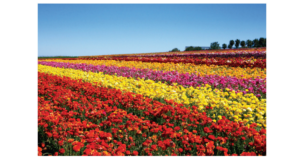 The Flower Fields At Carlsbad Ranch Opens Sunday March 1 Business Wire