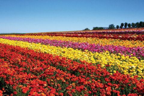 The Flower Fields at Carlsbad Ranch (Photo: Business Wire)