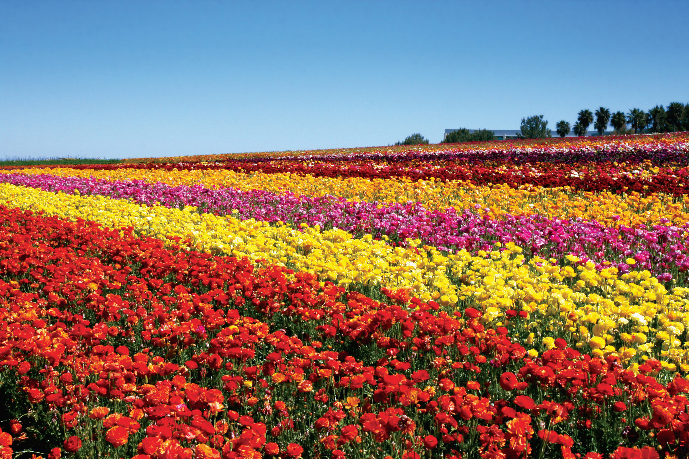 The Flower Fields at Carlsbad Ranch® Opens Sunday, March 1 | Business Wire