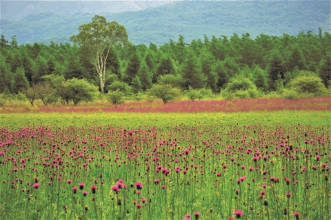 Nature: FOREST BATHING / NATURE CYCLING (Photo: Business Wire)