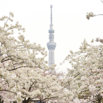 TOKYO_SKYTREE_and_SAKURA.jpg