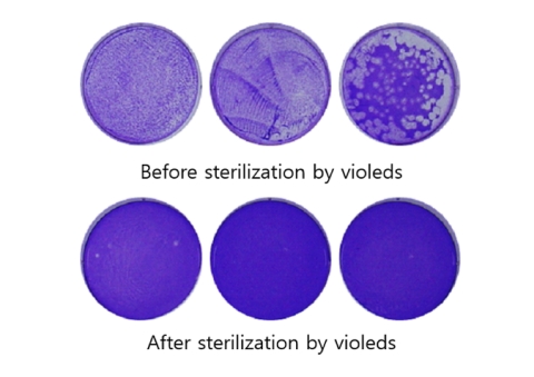 Fig 1. COVID-19 after sterilized by Violeds (Graphic: Business Wire)