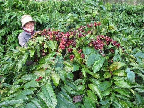 Scenes from Coffee Plantations in Vietnam (Photo: Business Wire)