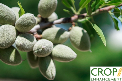 Crop Enhancement’s proprietary plant-based coatings protect crops from pests and diseases, decreasing the need for synthetic pesticides and pesticide applications. Target crops include almond, coffee, cacao, and high-value fruit and vegetables. (Photo: Business Wire)