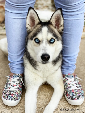 Skechers has donated more than $5.45 million to animal welfare — funds that have helped save and support more than one million shelter dogs and cats since 2016. Shown, @kikythehusky and BOBS Beach Bingo — Rovers Rally. (Photo: Business Wire)