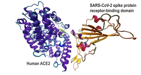 Interaction of SARS-CoV-2 spike protein receptor-binding domain with Human ACE2. (Graphic: Business Wire)