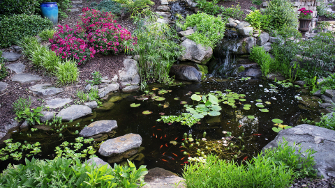 Fishponds add unique and vibrant plant and fish species to the landscape, and are best incorporated into a natural setting. (Photo: Business Wire)