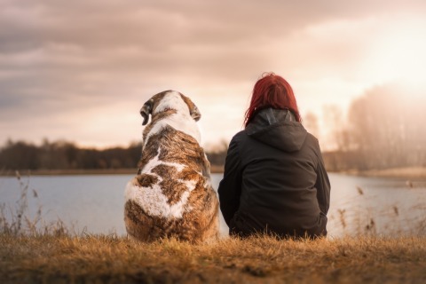 No one should have to choose between their safety and life with their pet. Bayer and NCADV are working to eliminate this choice. (Photo: Business Wire)