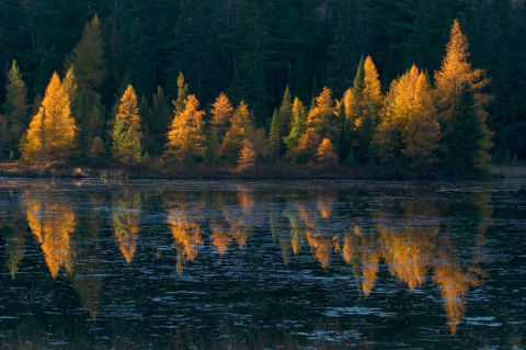 "Tamarak Reflections" (Photo by Sparky Stensaas)